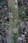 Tungoil tree